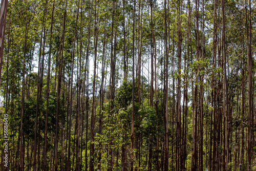 Eucalyptus plantation closeup. Countryside of Sao Paulo state, Brazil