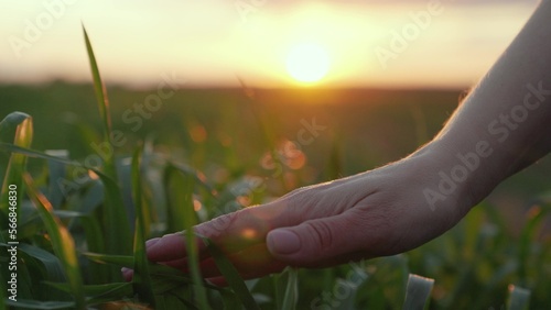 Farmer's hand touching wheat germ on plantation. Environmental protection in agriculture. Female hand of farmer checks seedlings of grain in agriculture. Planet of environmental protection concept