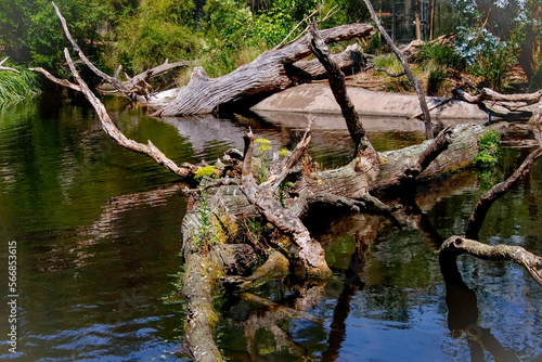 tree in the water