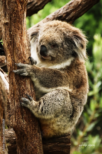 female koala 