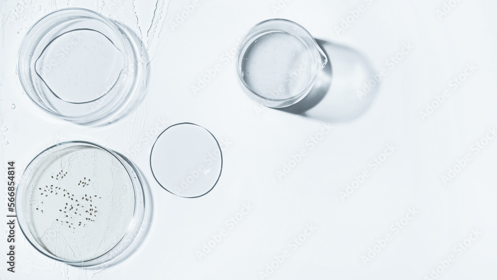 Petri dish, gel, flask, crystallization bowl. Seeds, eggs, bacteria