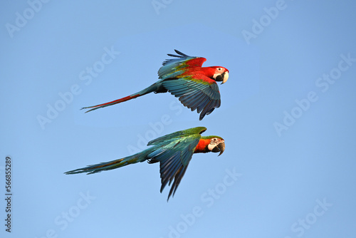 beautiful Macaw is flying in the sky  Freedom concept