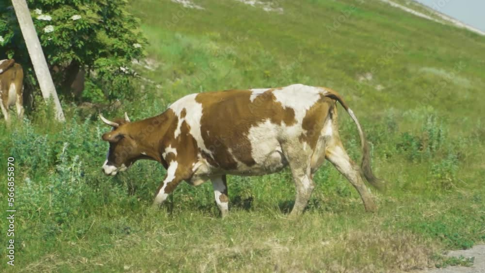 Agriculture, animal husbandry, cattle. A herd of cows grazing on a lawn near dirt road, and eating grass. A cow of white-cherry color crosses the road. Agriculture, animal husbandry, cattle. A herd of cows grazing on a lawn near dirt road, and eating grass. A cow of white-cherry color crosses the road.