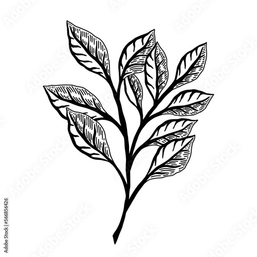 Outline graphic logo of plant leaves against white background