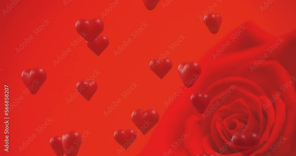 Animation of red hearts over red rose on red background Animation of red hearts over red rose on red background