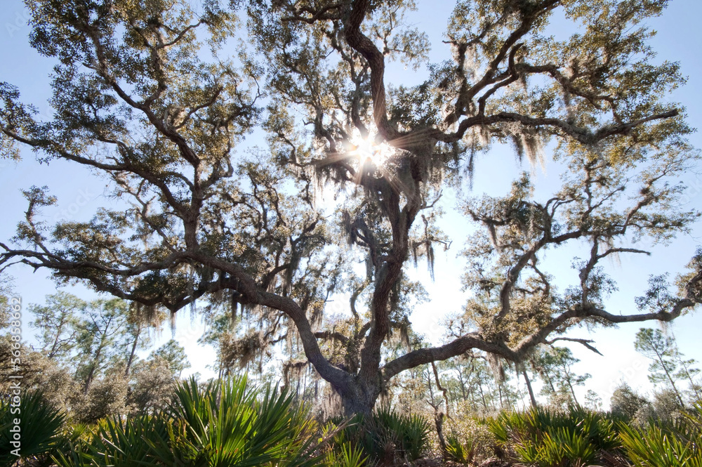 Florida live oak tree draped in Spanish moss 