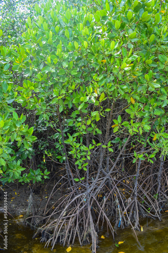 The beautiful natural mangrove trees in the sea