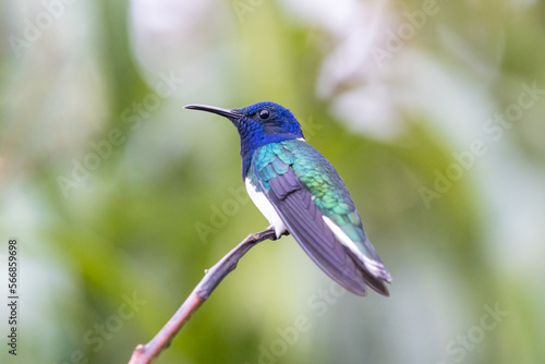 White necked jacobin perched on a tree