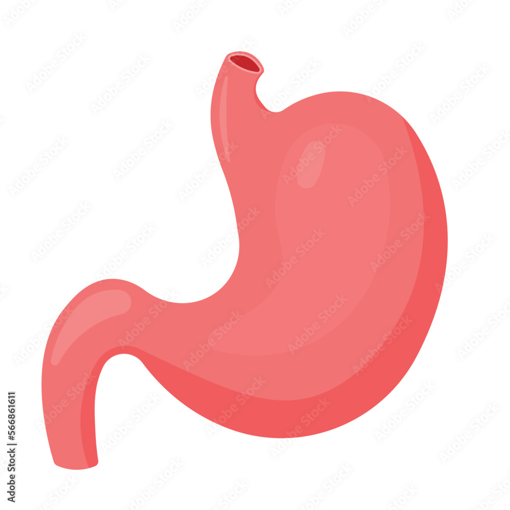 Stomach Icon for Human Anatomy Organ Symbol Vector Illustration Stomach Icon for Human Anatomy Organ Symbol Vector Illustration