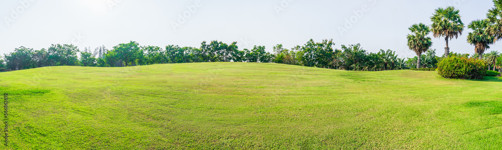 Panorama green grass on golf field