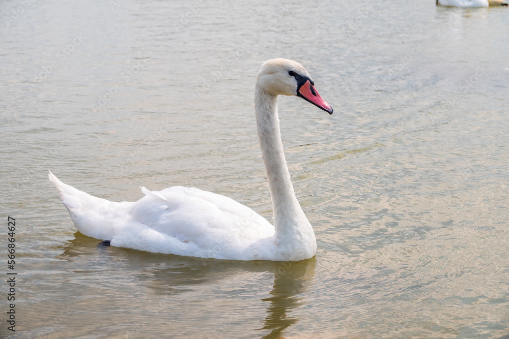 Graceful white Swan swimming in the lake, swans in the wild. Portrait of a white swan swimming on a lake.