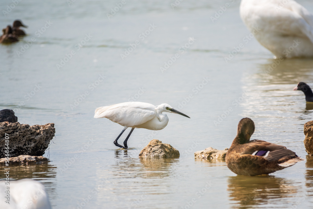 The small white heron or Little egret stands in the lake The small white heron or Little egret stands in the lake