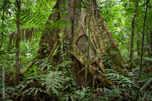 Contrafuertes de un matapalo o ficus en la selva tropical lluviosa de Montes Azules Chiapas photo