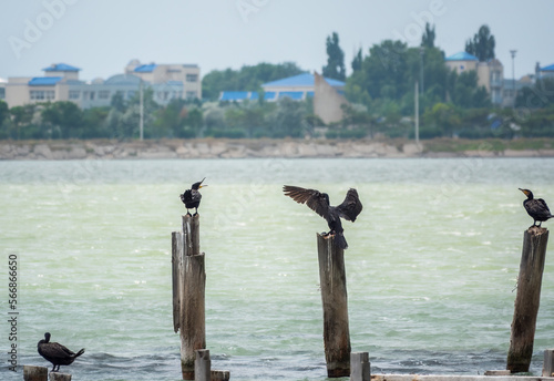 A flock of cormorants sits on a old sea pier in orange sunset light