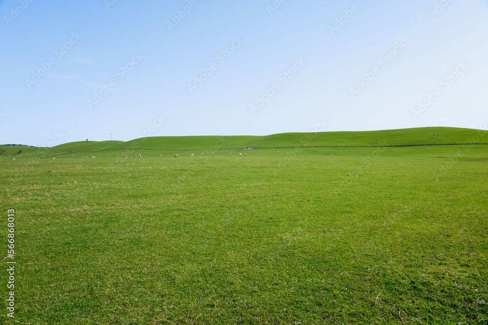 Fototapeta premium Rural background wide green field under blue sky