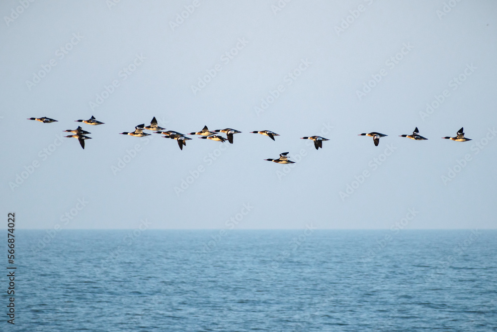 Red-breasted merganser (Mergus serrator) flock migrating over Lake Erie.