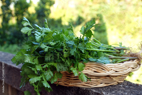 Coriander from the organic vegetable plot in the basket, used as a vegetable and decoration in the food. Soft and selective focus. 