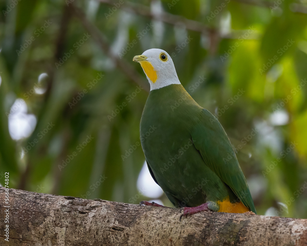 Fototapeta premium Nature wildlife image of black-naped fruit dove perching on fruit tree