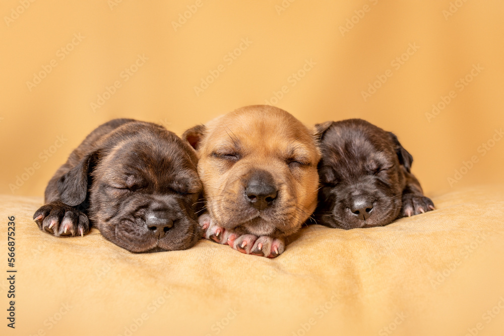Cute bull terrier puppies. Baby puppy in studio. Cute bull terrier puppies. Baby puppy in studio.