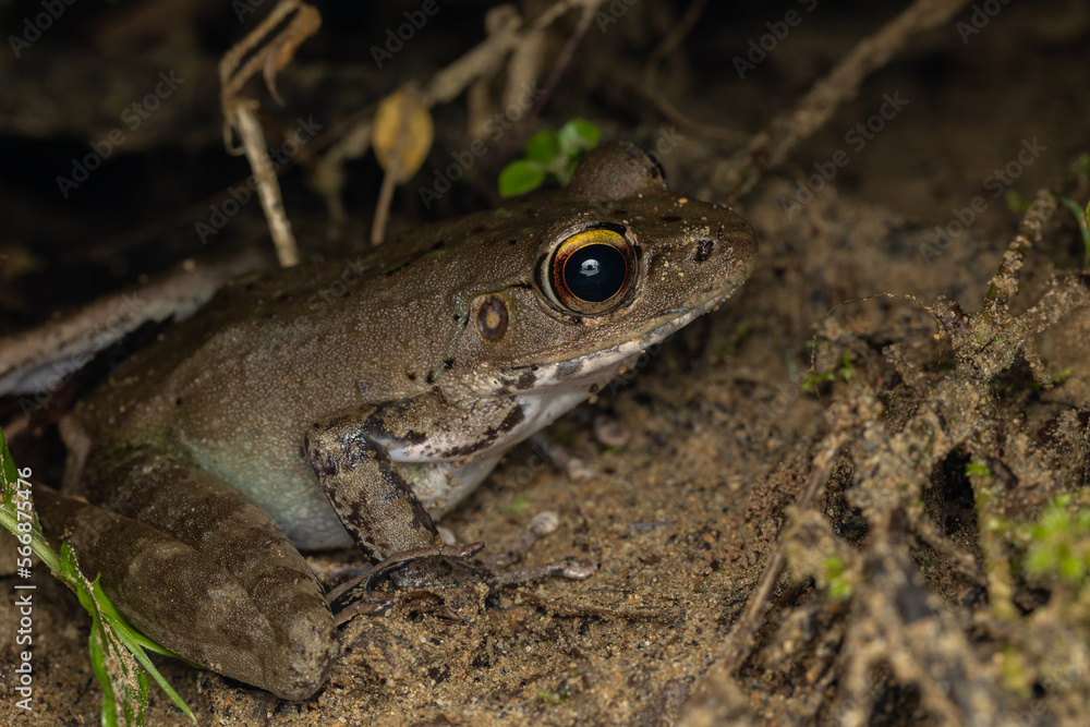 Nature wildlife image of Whitehead’s Torrent Frog (Meristogenys whiteheadi) taken on deep rainforest jungle at Sabah, Borneo Nature wildlife image of Whitehead’s Torrent Frog (Meristogenys whiteheadi) taken on deep rainforest jungle at Sabah, Borneo