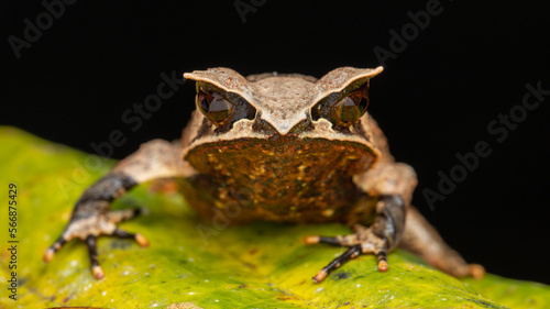 Nature wildlife image of The Bornean Horn Frog (Megophrys Nasuta)