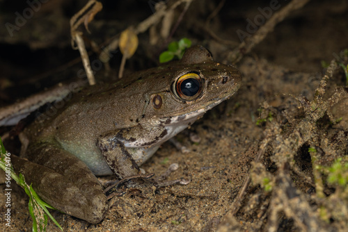 Nature wildlife image of Whitehead’s Torrent Frog (Meristogenys whiteheadi) taken on deep rainforest jungle at Sabah, Borneo