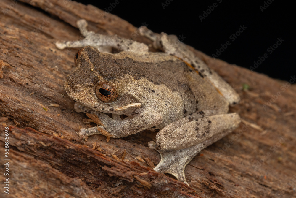 Macro image of beautiful frog of Rhacophorids, Philautus aurantium frog at deep rainforest jungle Sabah, Borneo Macro image of beautiful frog of Rhacophorids, Philautus aurantium frog at deep rainforest jungle Sabah, Borneo