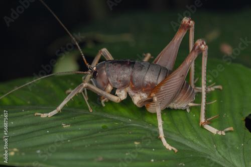 Macro image of Huge cricket insect of Sabah, Borneo Island on green leaf