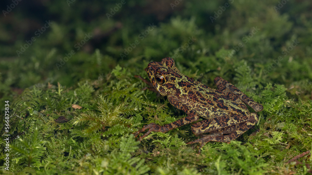Beautiful wildlife Sabah earless toad also know as the spotted Asian tree toad Beautiful wildlife Sabah earless toad also know as the spotted Asian tree toad