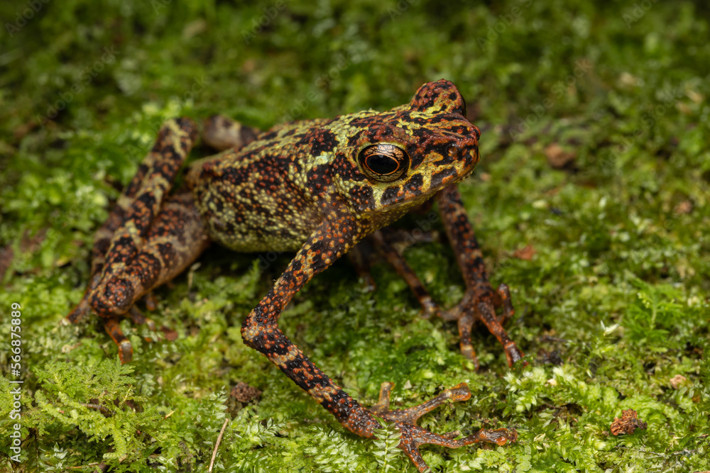 Obraz premium Beautiful wildlife Sabah earless toad also know as the spotted Asian tree toad