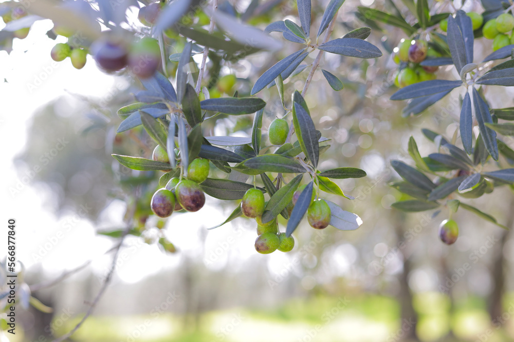 Obraz premium Olive tree branch in Tuscany, Italy