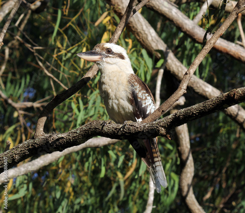 Laughing kookaburra bird sitting on a tree branch