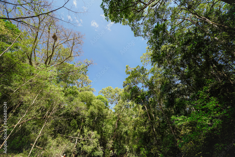 Bu Gia Map national park in Binh Phuoc province, Vietnam, one of the favorite adventure forest trekking sites