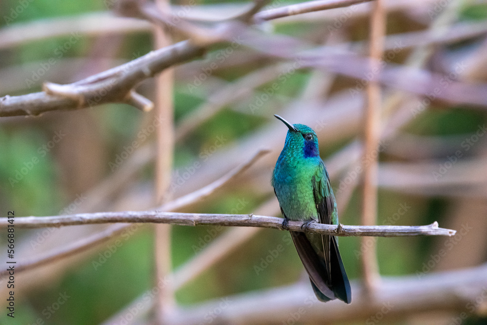 hummingbird, small bird with fast flight and iridescent colors hummingbird, small bird with fast flight and iridescent colors