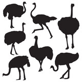 Ostrich silhouette bundle