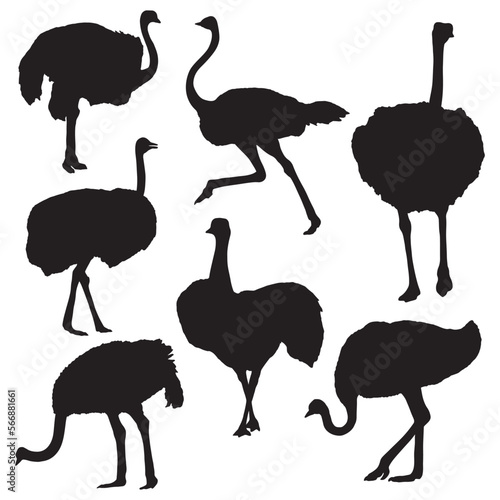 Ostrich silhouette bundle