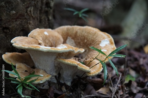 mushrooms in the forest