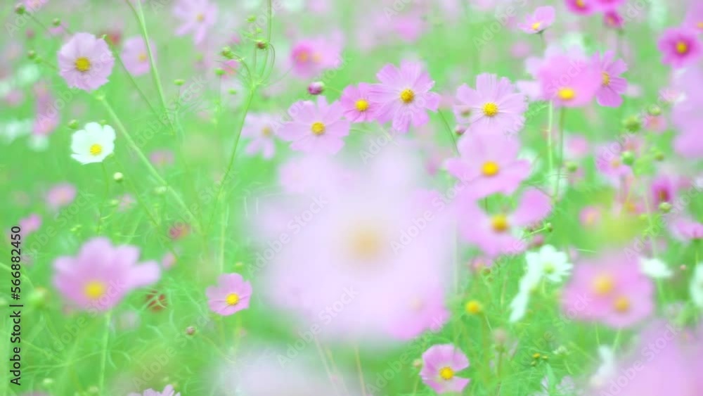 風に揺れるゆるふわのコスモス48s 風に揺れるゆるふわのコスモス48s