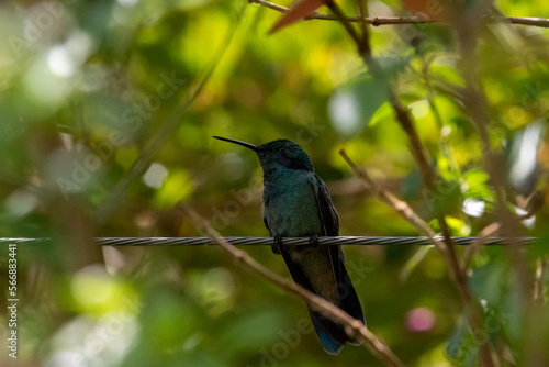 hummingbird, small bird with fast flight and iridescent colors