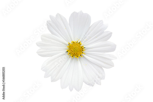 Beautiful blooming of perfection. Light pink chrysanthemum flower blossom on a white background isolated with clipping path.