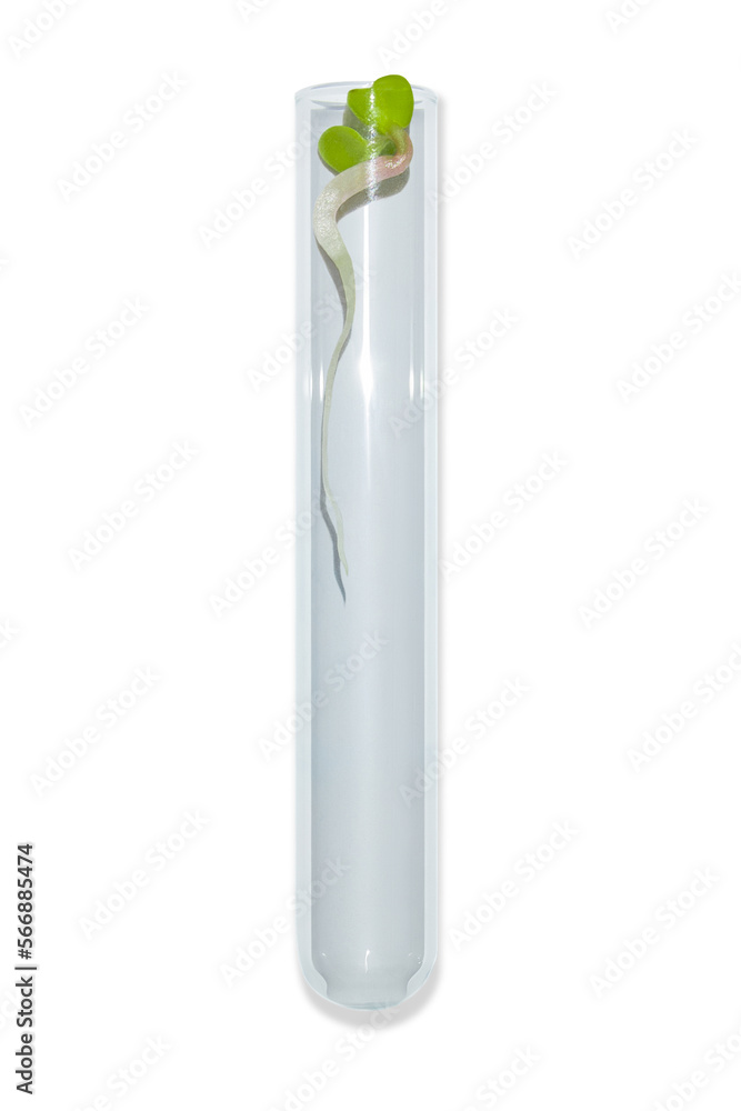 Laboratory glassware with plant sprouts. On an empty background. Isolated. PNG. Greens, sprouts, research, bio engineering, study, cultivation. Laboratory glassware with plant sprouts. On an empty background. Isolated. PNG. Greens, sprouts, research, bio engineering, study, cultivation.