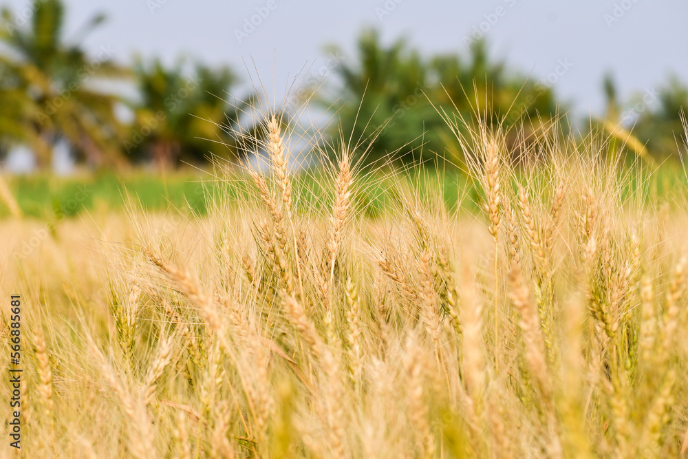 A field with golden ears of wheat on a hot summer day A field with golden ears of wheat on a hot summer day