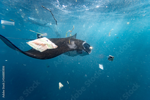 manta rays swimming with plastic trash © Stepan
