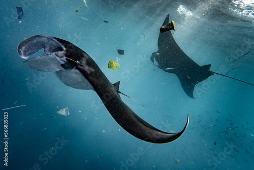 manta rays swimming with plastic trash