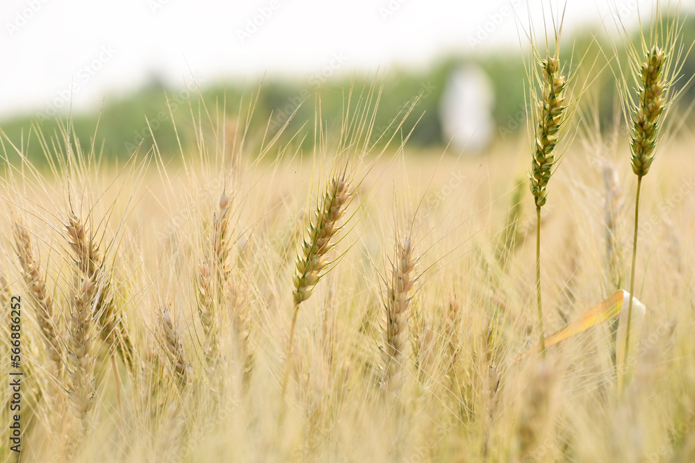 A field with golden ears of wheat on a hot summer day A field with golden ears of wheat on a hot summer day