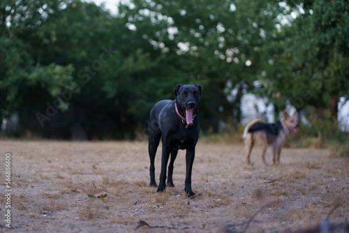 Perro negro en jardín