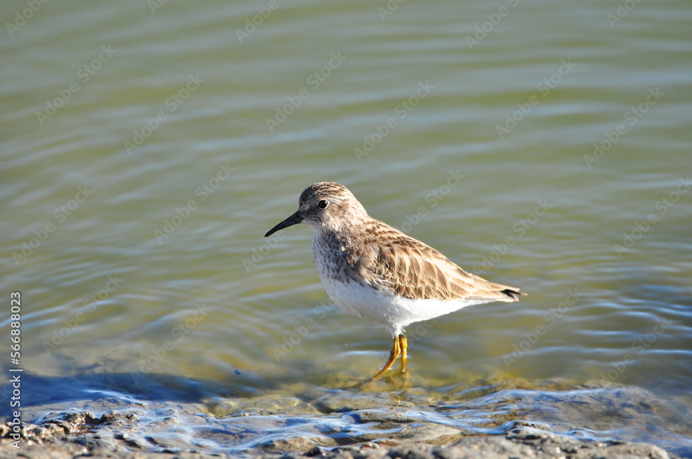 Least sandpiper Least sandpiper