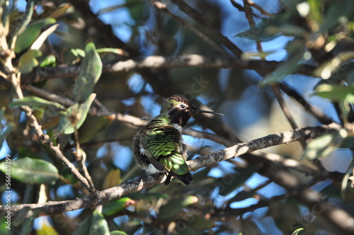 Humming bird on the tree