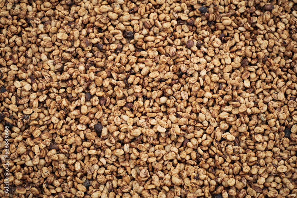 Coffee Processing ,Natural Dry Process ,Pulped-natural, Semi-dry Process ,Honey Process, Cherry coffee beans, yellow coffee ripeness dry . Coffee Processing ,Natural Dry Process ,Pulped-natural, Semi-dry Process ,Honey Process, Cherry coffee beans, yellow coffee ripeness dry .