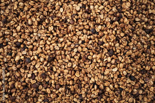 Coffee Processing  Natural Dry Process  Pulped-natural  Semi-dry Process  Honey Process  Cherry coffee beans  yellow coffee ripeness dry . 
